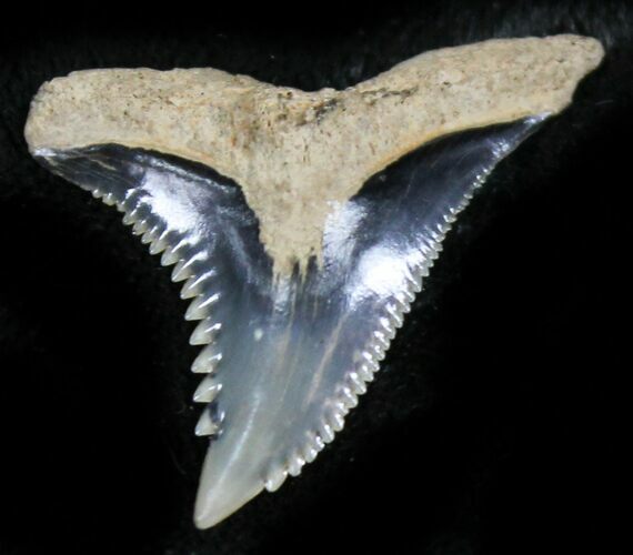 Sharp Hemipristis Serra Tooth - Maryland #26710